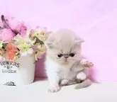 エキゾチックショートヘア【群馬県・男の子・2025年1月16日・クリーム&ホワイト!】の写真4