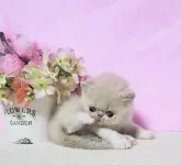 エキゾチックショートヘア【群馬県・男の子・2025年1月16日・クリーム&ホワイト!】の写真5