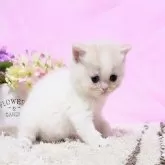 ミヌエット(長足)【群馬県・男の子・2024年12月2日・クリ-ム&ホワイト】の写真5