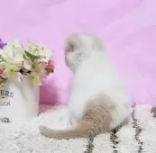 ミヌエット(長足)【群馬県・男の子・2024年12月2日・クリ-ム&ホワイト】の写真6