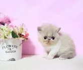 エキゾチックショートヘア【群馬県・男の子・2025年1月16日・クリーム&ホワイト!】の写真7