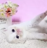 ミヌエット(長足)【群馬県・男の子・2024年12月2日・クリ-ム&ホワイト】の写真7