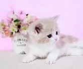 ミヌエット(長足)【群馬県・男の子・2025年2月26日・クリ-ム&ホワイト】の写真8