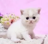 ミヌエット(長足)【群馬県・男の子・2024年12月2日・クリ-ム&ホワイト】の写真8