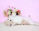 ミヌエット(長足)【群馬県・男の子・2025年2月26日・クリ-ム&ホワイト】の写真9「可愛いしぐさ💙」