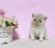 エキゾチックショートヘア【群馬県・男の子・2025年1月16日・クリーム&ホワイト!】の写真8