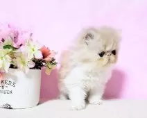 エキゾチックショートヘア【群馬県・男の子・2025年2月25日・クリームタビ-&ホワイト(ロング)】の写真8