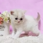 ミヌエット(長足)【群馬県・男の子・2024年12月2日・クリ-ム&ホワイト】の写真9