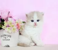 ミヌエット(長足)【群馬県・女の子・2025年2月26日・クリ-ム&ホワイト♡写真5/2撮影!更新しました♡】の写真4