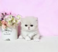 ミヌエット(短足)【群馬県・女の子・2025年7月27日・クリーム&ホワイト】の写真9