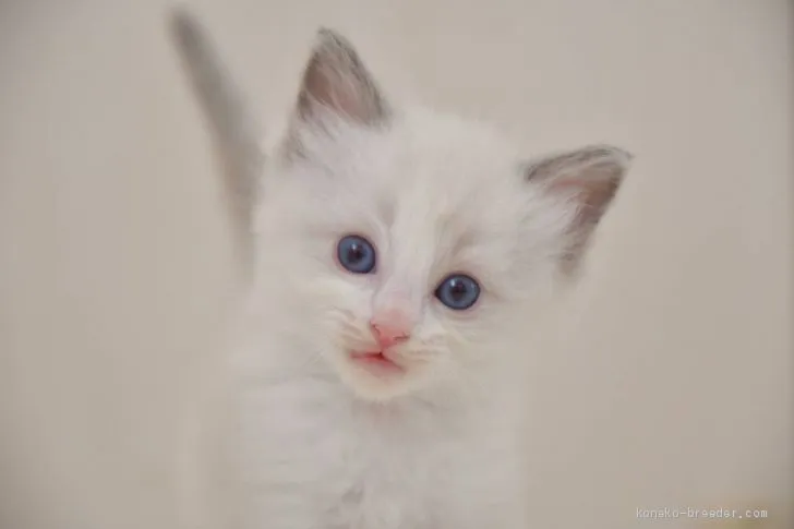 ID:2006-00091の子猫