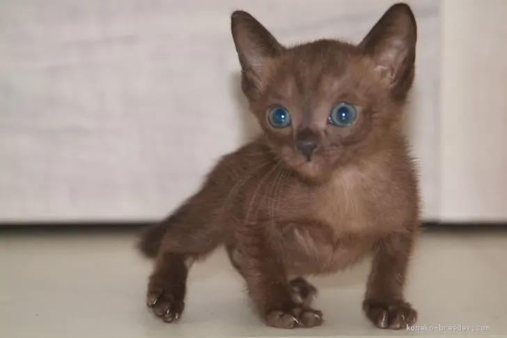 H.I 様のお迎えした子猫