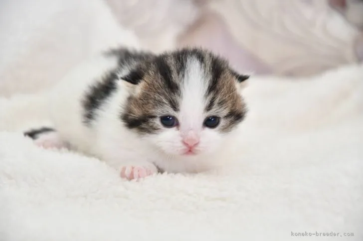 れふと君ママ 様のお迎えした子猫