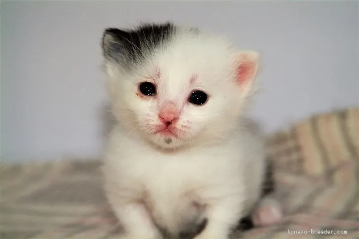 ID:1906-00332の子猫