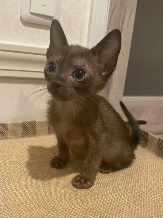 ID:1911-00726の子猫