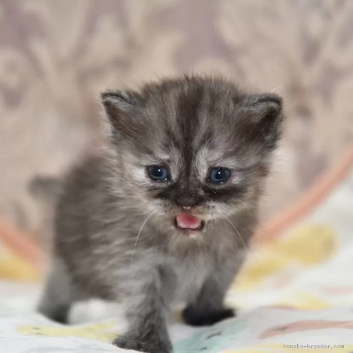 うみゆかば 様のお迎えした子猫