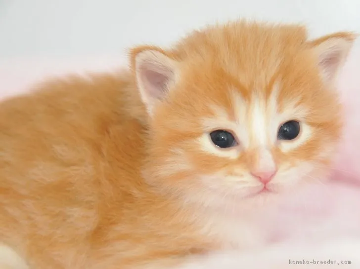 ID：1902-00098の子猫