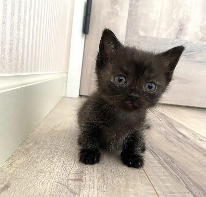 ID：2106-02126の子猫