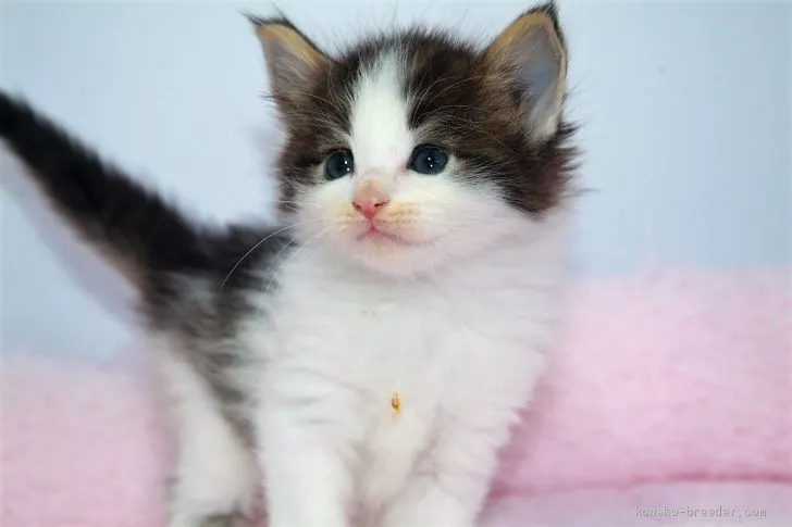 ID：1904-01063の子猫