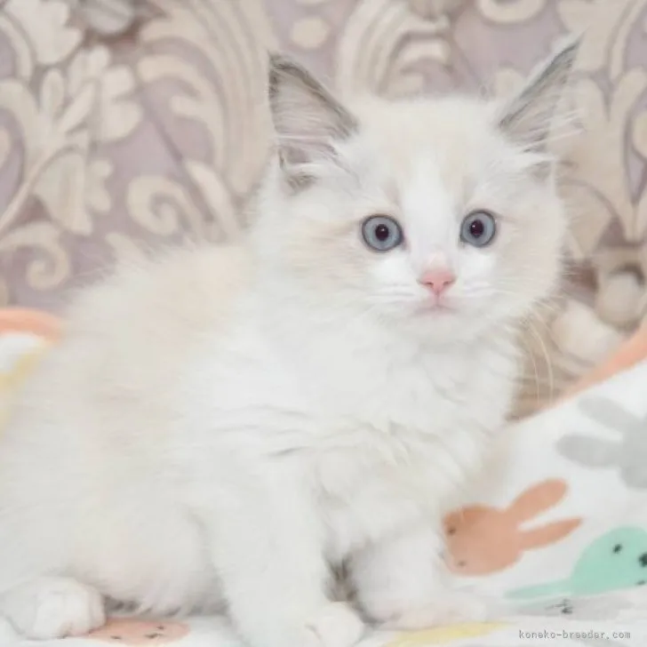 ID:2310-02523の子猫