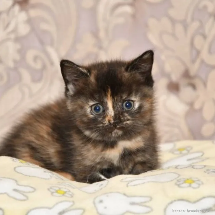 ID:2304-02602の子猫