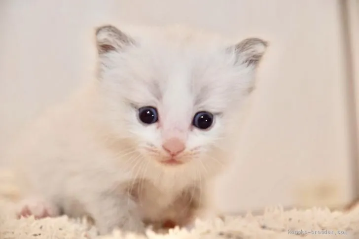 クロロ 様のお迎えした子猫