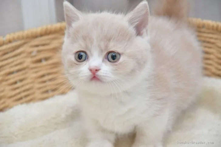 km 様のお迎えした子猫