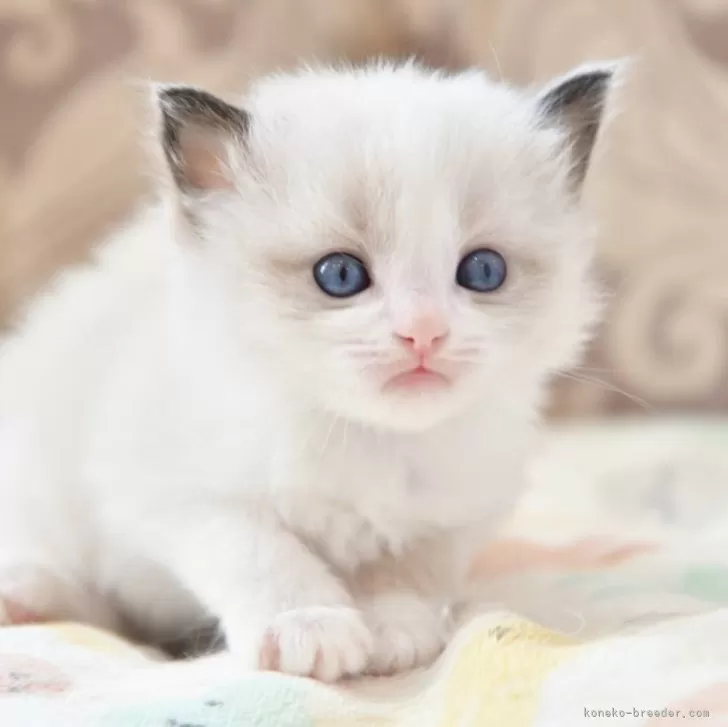 ID:2404-02157の子猫