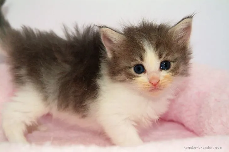 ID：1904-00422の子猫