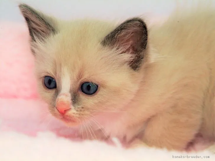 ID:1903-01117の子猫
