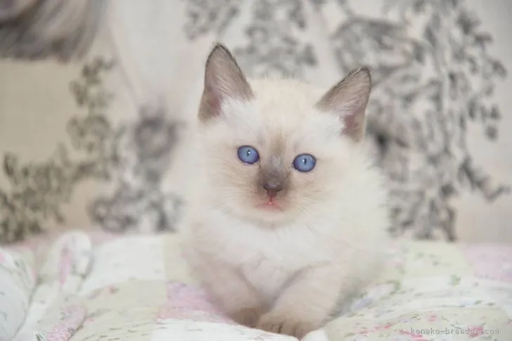 ID:2104-00472の子猫