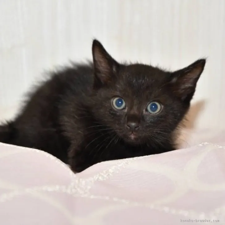 ID：2306-00179の子猫