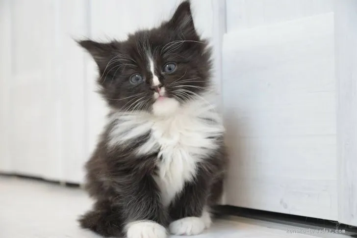 ID:2001-01243の子猫