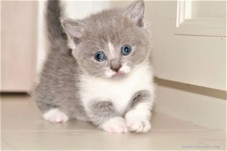 ID:1910-00374の子猫