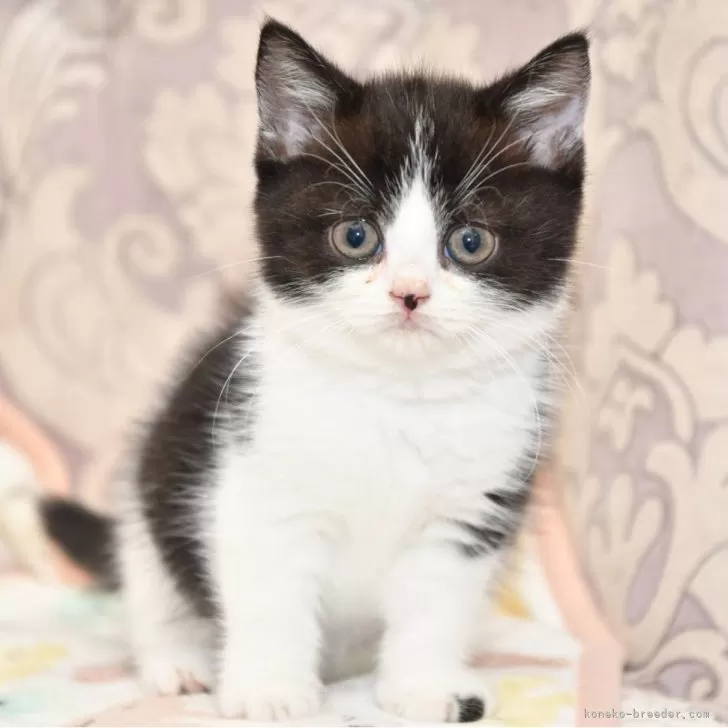 ID:2408-02926の子猫