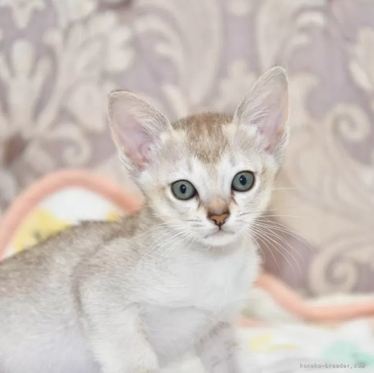 ID:2407-00894の子猫
