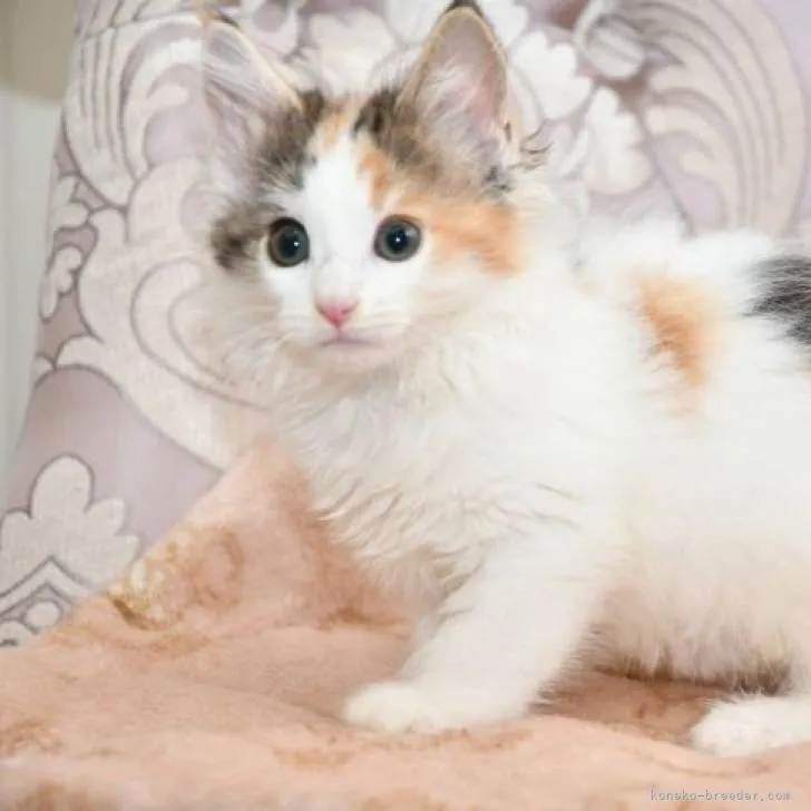 ID:2207-03040の子猫