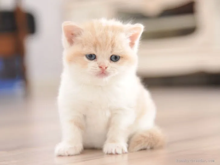 ID:1804-00988の子猫