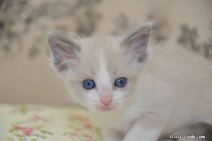 なつ 様のお迎えした子猫