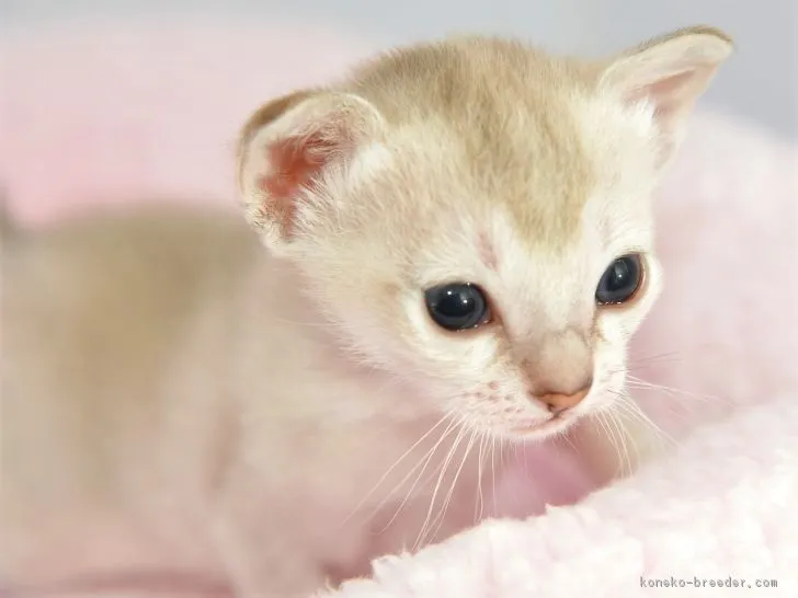 ID:1901-01066の子猫