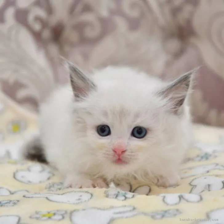 ID:2304-00796の子猫
