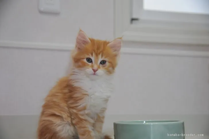 ID:1804-00179の子猫