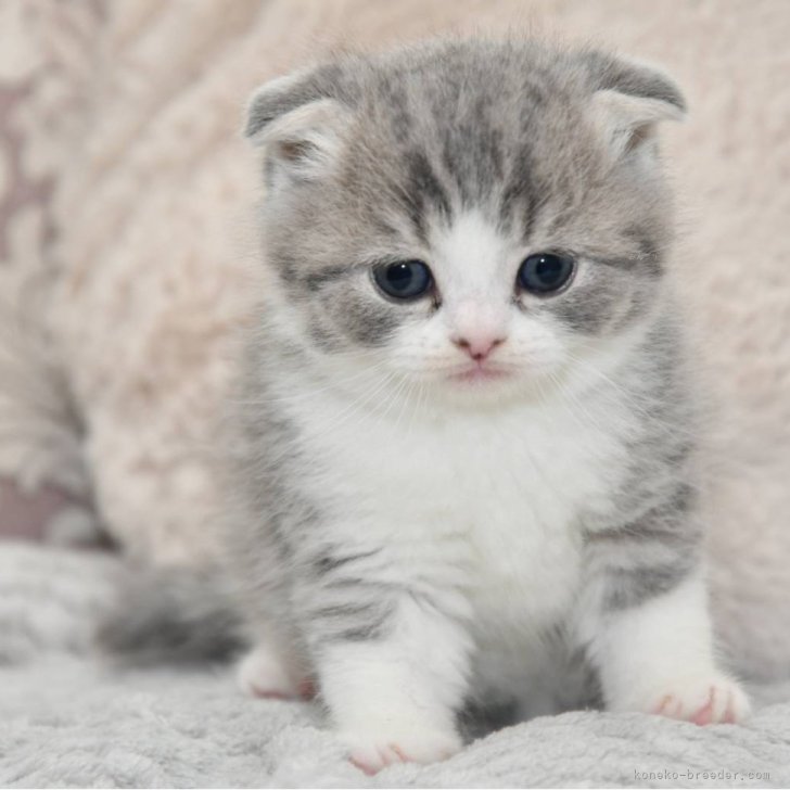 アメジストたまごちゃんオールカット♡♡スノーボール共生♡♡No.1971 cat_img_1_f79b13f9ebd8.jpg