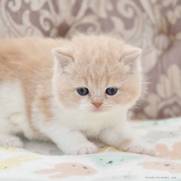 イギリス製デコパージュ　上から貴方を覗き込む可愛い猫ちゃん！ なでなでねこちゃんEXアメショー | Giftpad egift