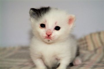 マンチカン(短足)【宮城県・男の子・2019年4月28日・ブラック&ホワイト（ショート）】の写真「短いあんよでヨチヨチ♡」