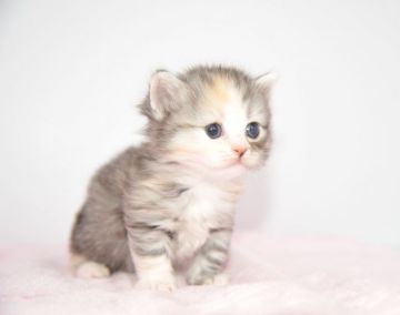 マンチカン(短足)【宮城県・女の子・2019年2月2日・シルバーパッチドタビーホワイト（ロング）】の写真「お顔の模様がキュート♡」