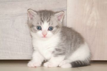 マンチカン(短足)【宮城県・男の子・2019年9月1日・ブルータビーホワイト（ショート）】の写真「整ったお顔だちです。」