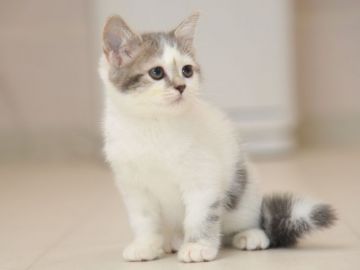 スコティッシュフォールド(立ち耳)【宮城県・男の子・2018年8月10日・ブルータビーホワイト（ショート）】の写真「甘えんぼさんの可愛い子です♡」