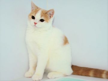 スコティッシュフォールド(立ち耳)【宮城県・女の子・2018年8月25日・クリーム&ホワイト（ショート）】の写真「性格120% 甘えっ子です♡♡」