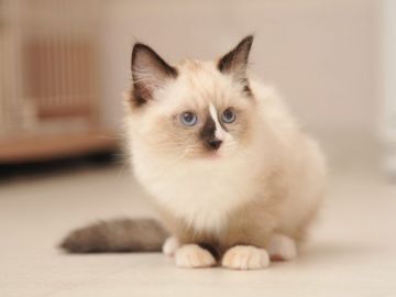 ラグドール【宮城県・男の子・2018年8月10日・シールポイント（ロング）】の写真「甘えんぼさんの可愛い子です♡写真更新しました‼︎」